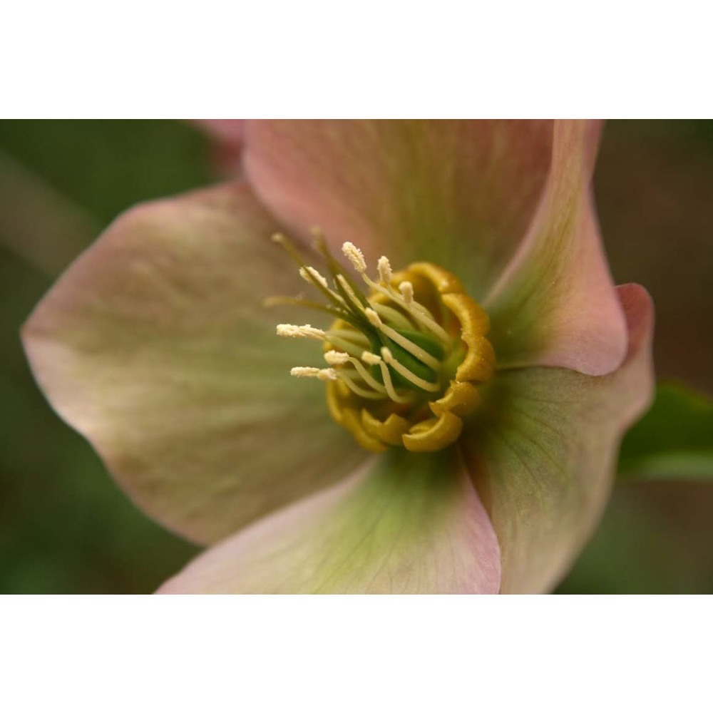 helleborus orientalis lam.