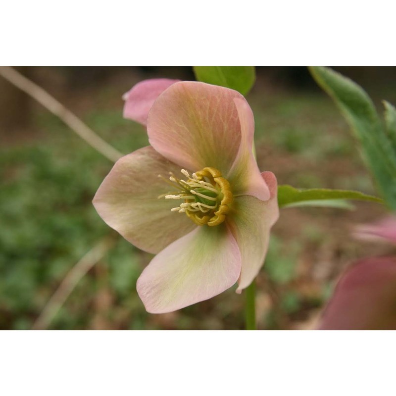 helleborus orientalis lam.