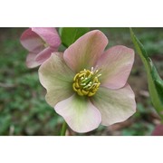 helleborus orientalis lam.