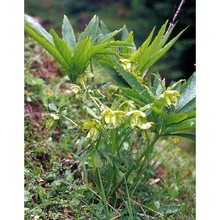 helleborus viridis l. subsp. viridis