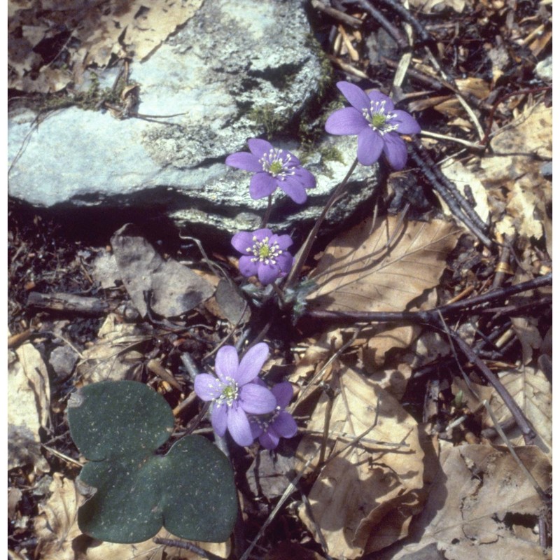 hepatica nobilis mill.