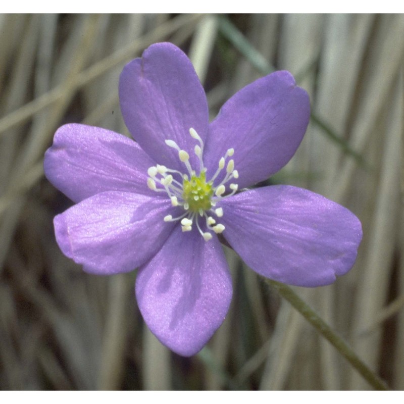 hepatica nobilis mill.