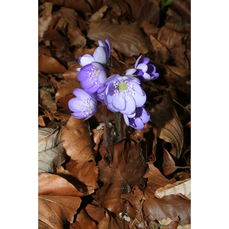 hepatica nobilis mill.