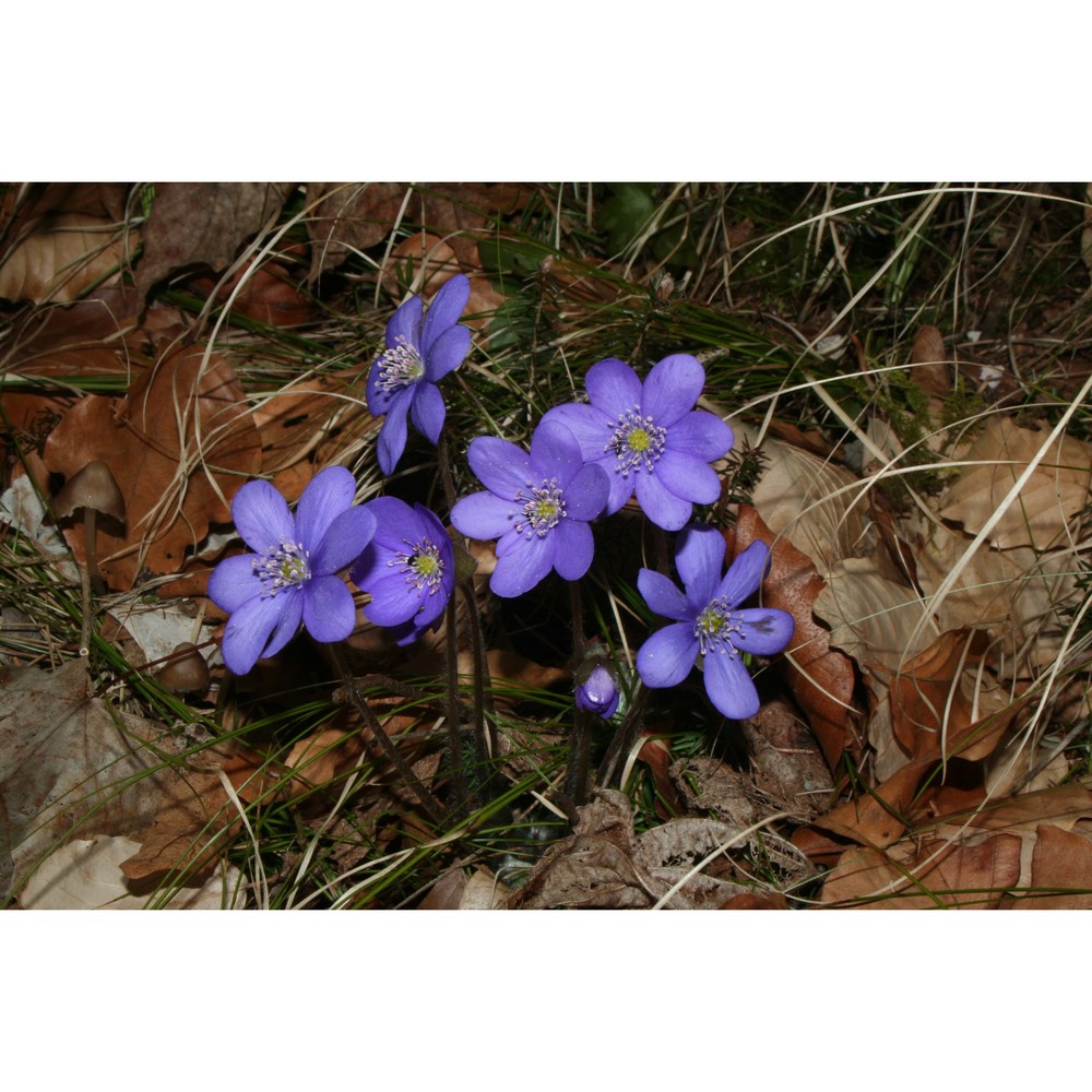 hepatica nobilis mill.