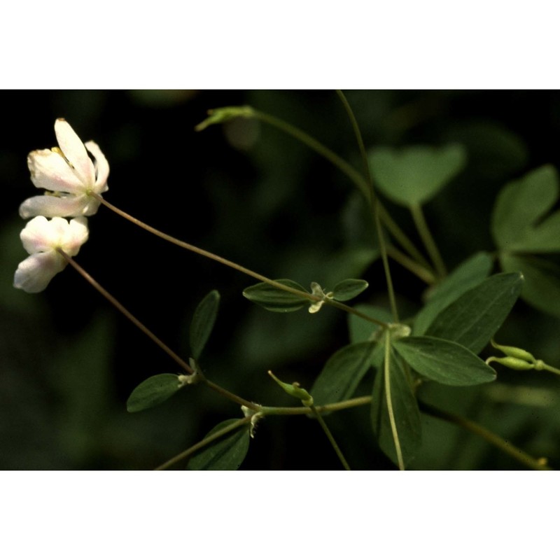 isopyrum thalictroides l.