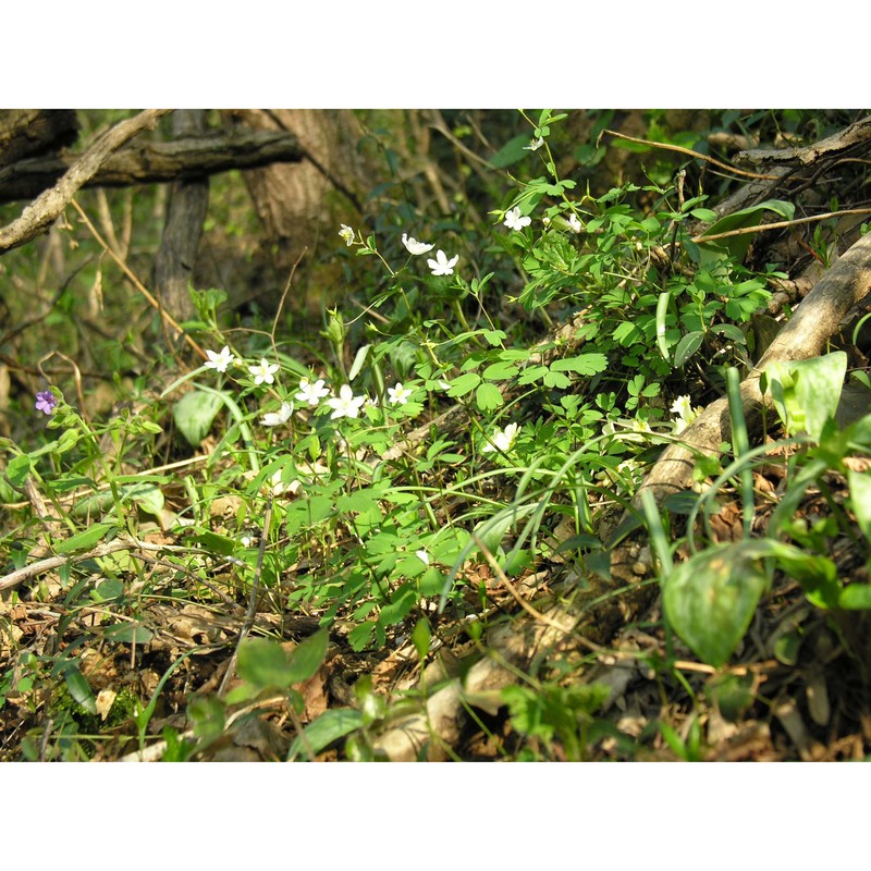 isopyrum thalictroides l.