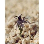 nigella arvensis l.