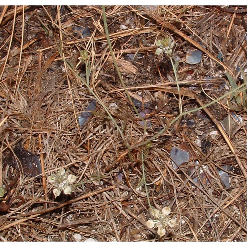 nigella arvensis l.