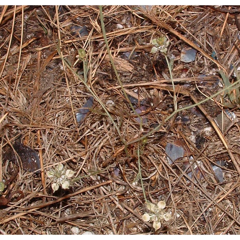 nigella arvensis l.