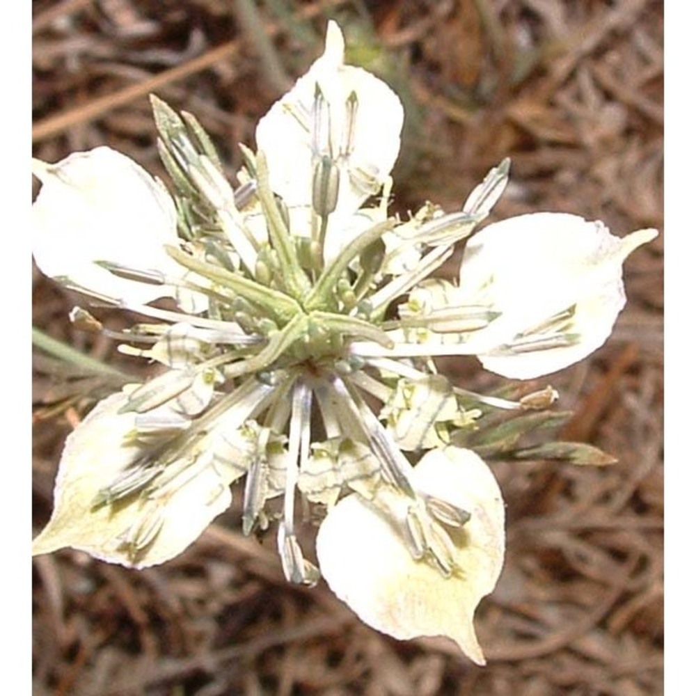 nigella arvensis l.