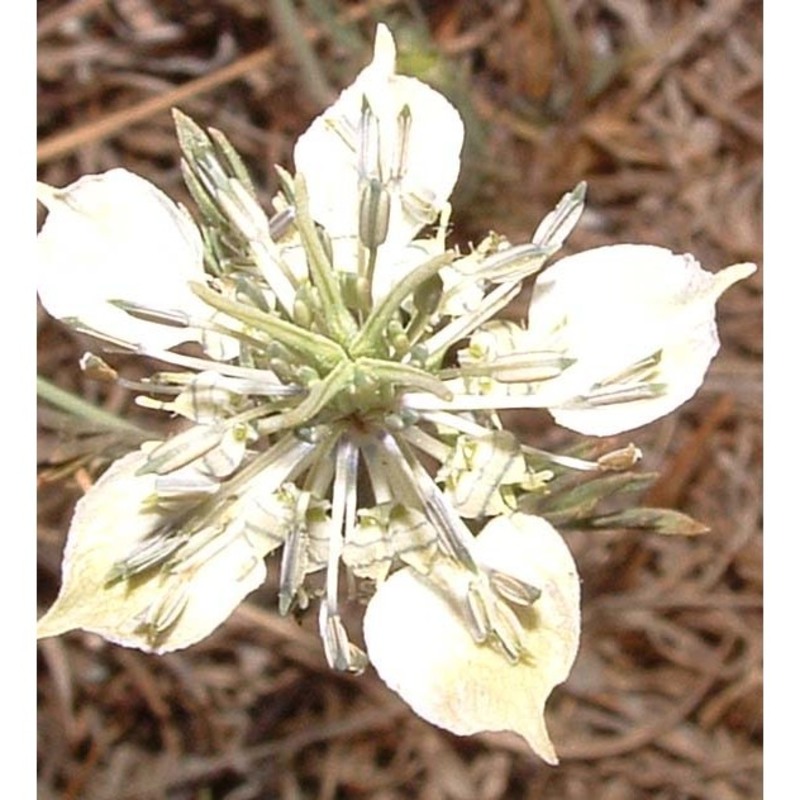 nigella arvensis l.