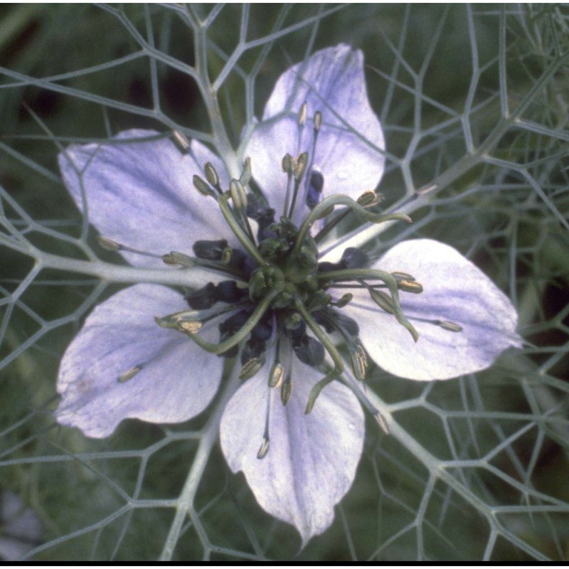 nigella damascena l.