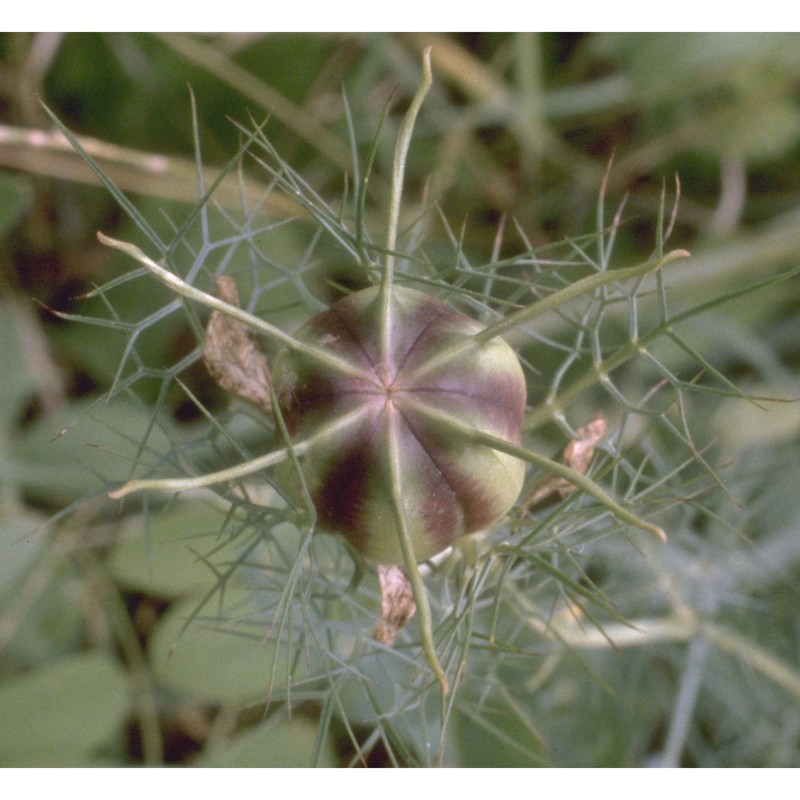 nigella damascena l.