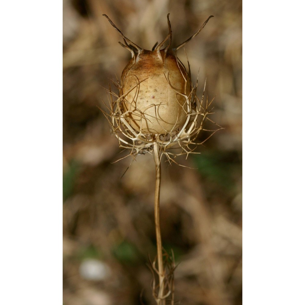 nigella damascena l.