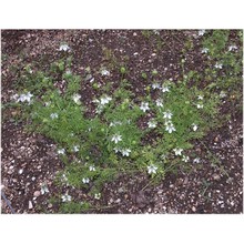 nigella sativa l.