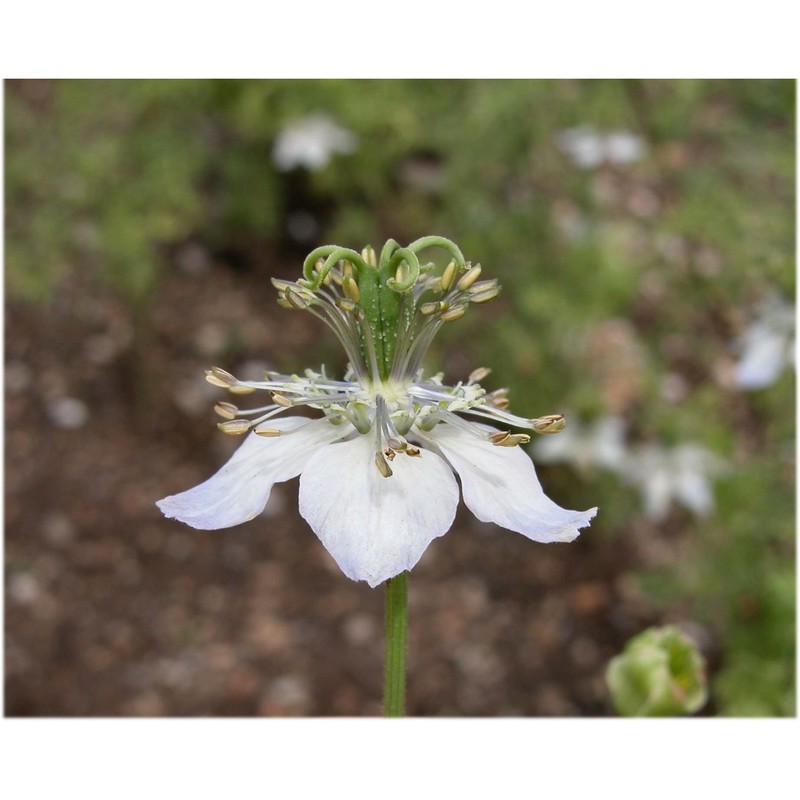 nigella sativa l.