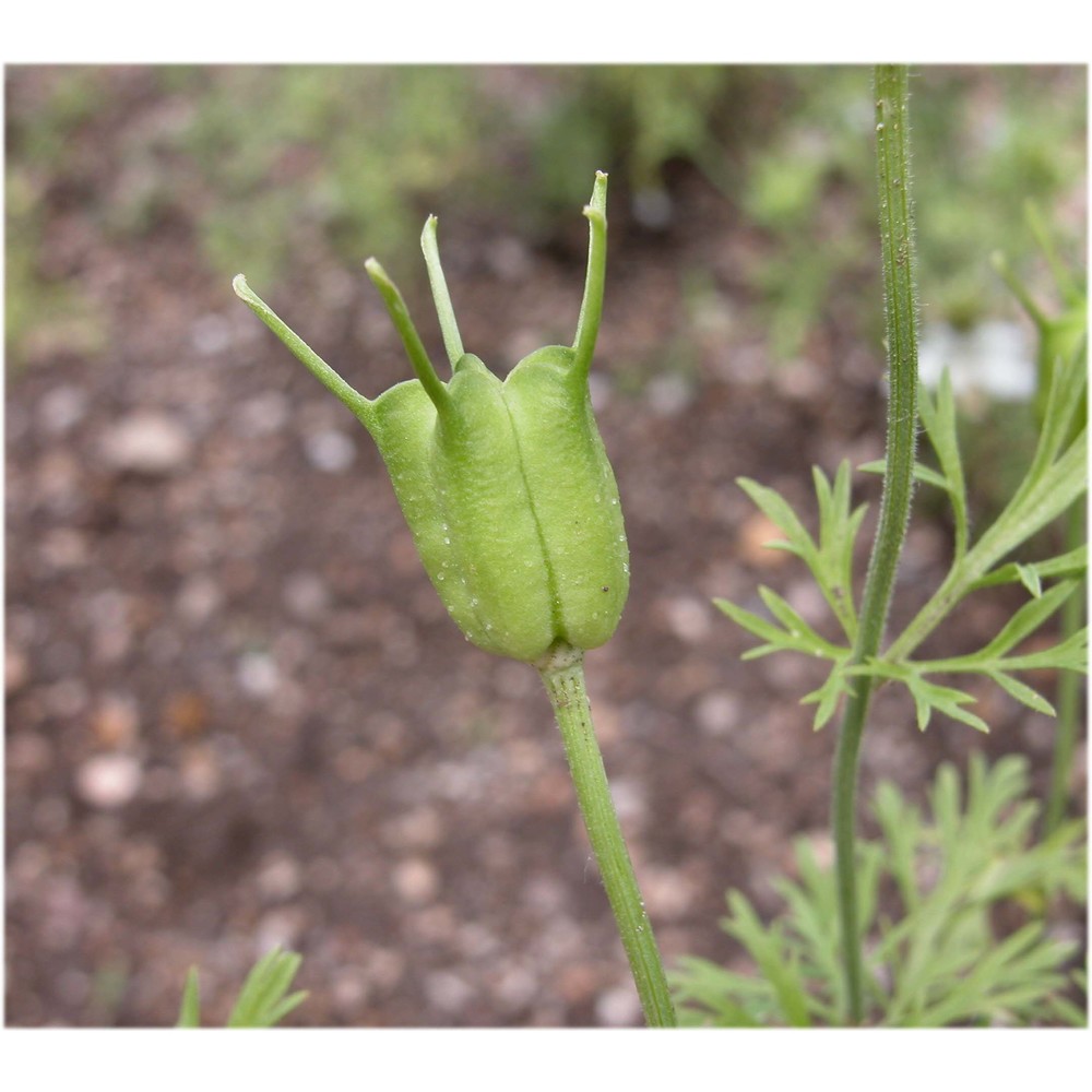 nigella sativa l.