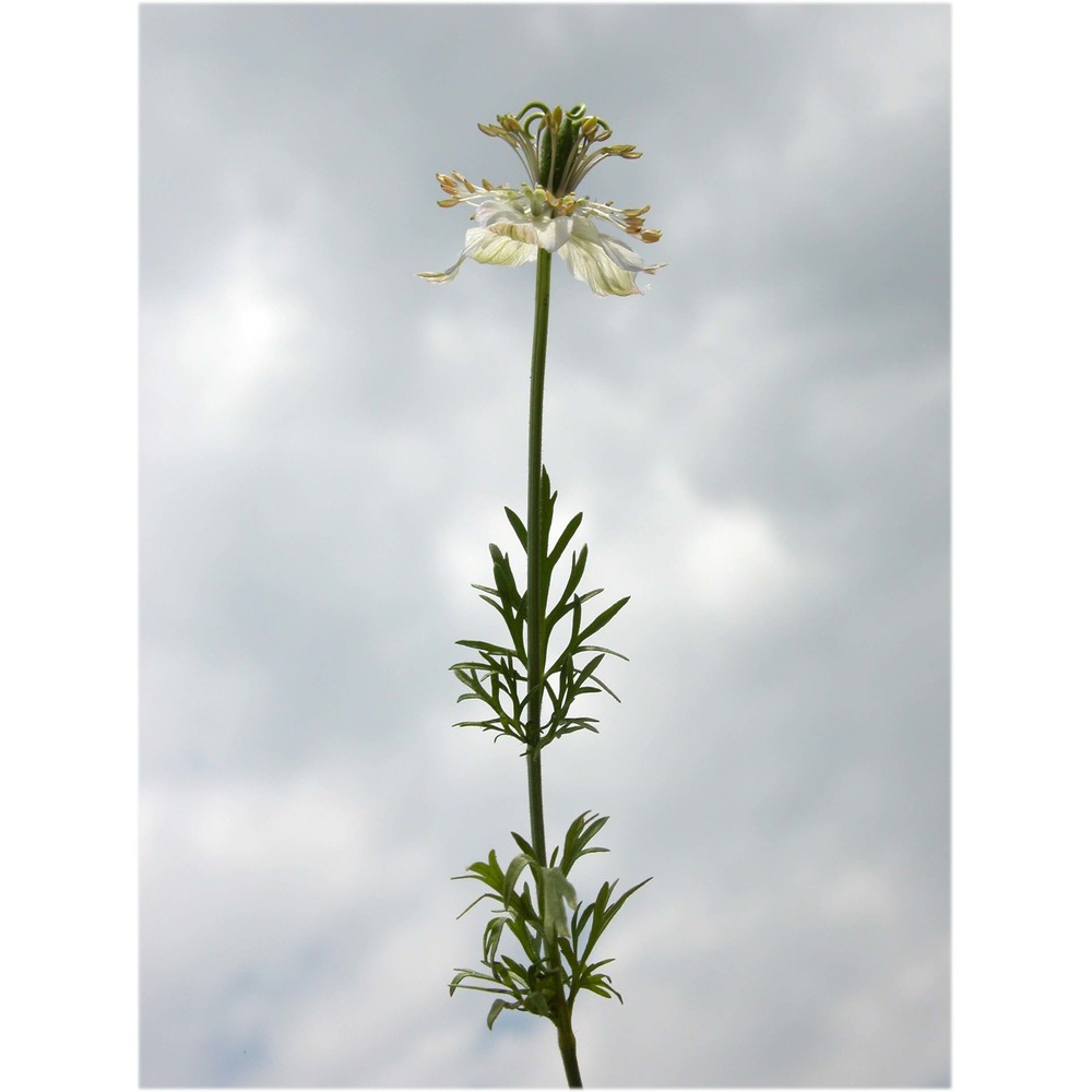 nigella sativa l.