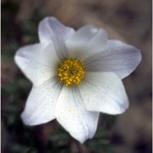 pulsatilla alpina (l.) delarbre