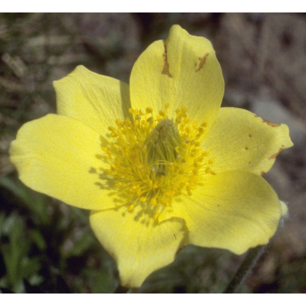 pulsatilla alpina (l.) delarbre