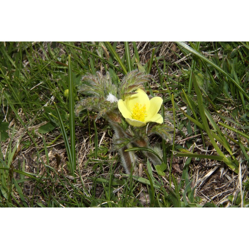 pulsatilla alpina (l.) delarbre