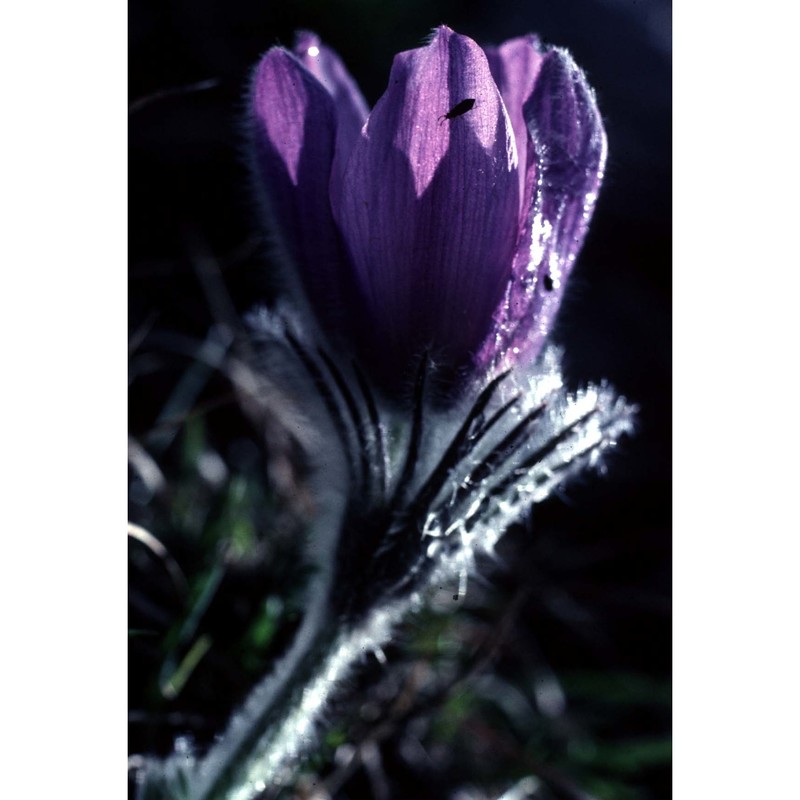 pulsatilla halleri (all.) willd.