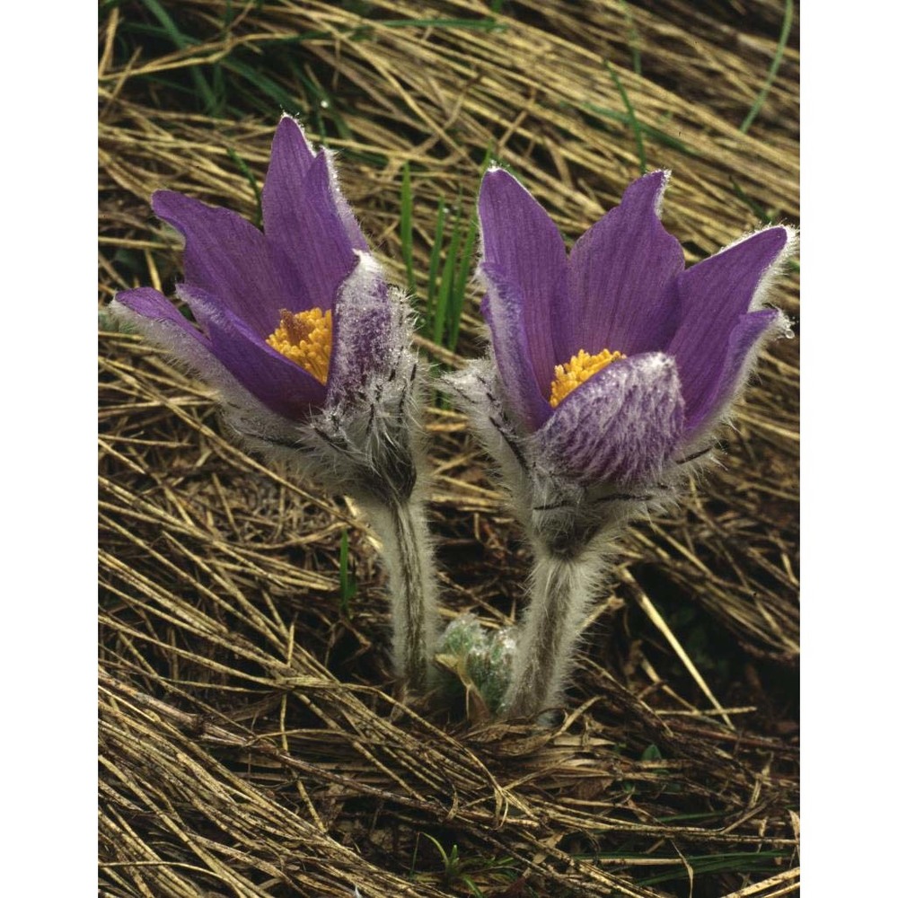 pulsatilla halleri (all.) willd.