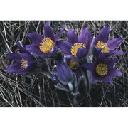 pulsatilla halleri (all.) willd.