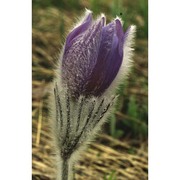 pulsatilla halleri (all.) willd.