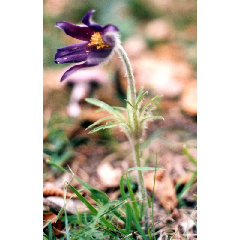 pulsatilla montana (hoppe) rchb.