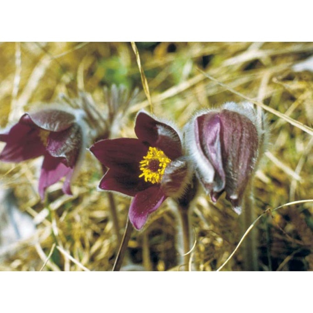 pulsatilla montana (hoppe) rchb.