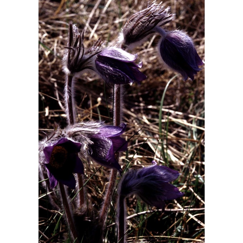 pulsatilla montana (hoppe) rchb.