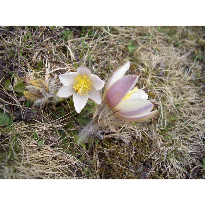 pulsatilla vernalis mill. var. alpestris aich. et schw.