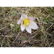 pulsatilla vernalis mill. var. alpestris aich. et schw.