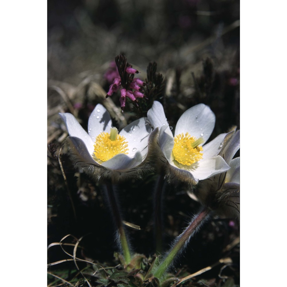 pulsatilla vernalis mill. var. alpestris aich. et schw.