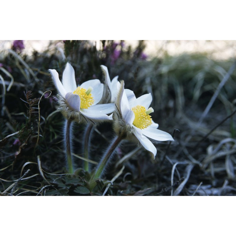 pulsatilla vernalis mill. var. alpestris aich. et schw.