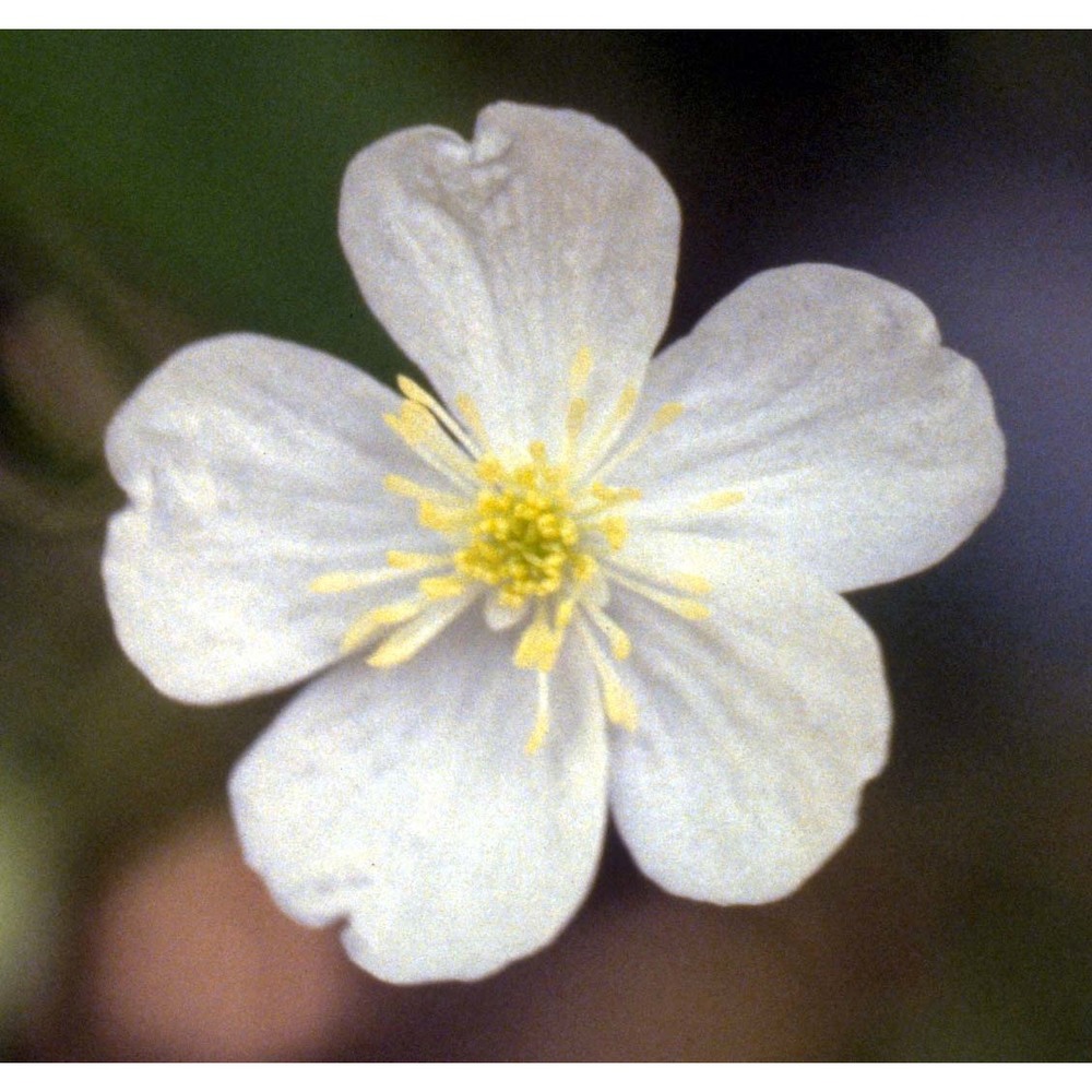 ranunculus aconitifolius l.