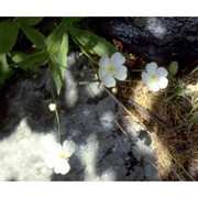 ranunculus aconitifolius l.