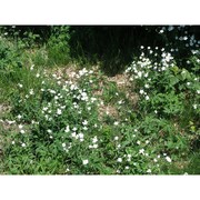 ranunculus aconitifolius l.