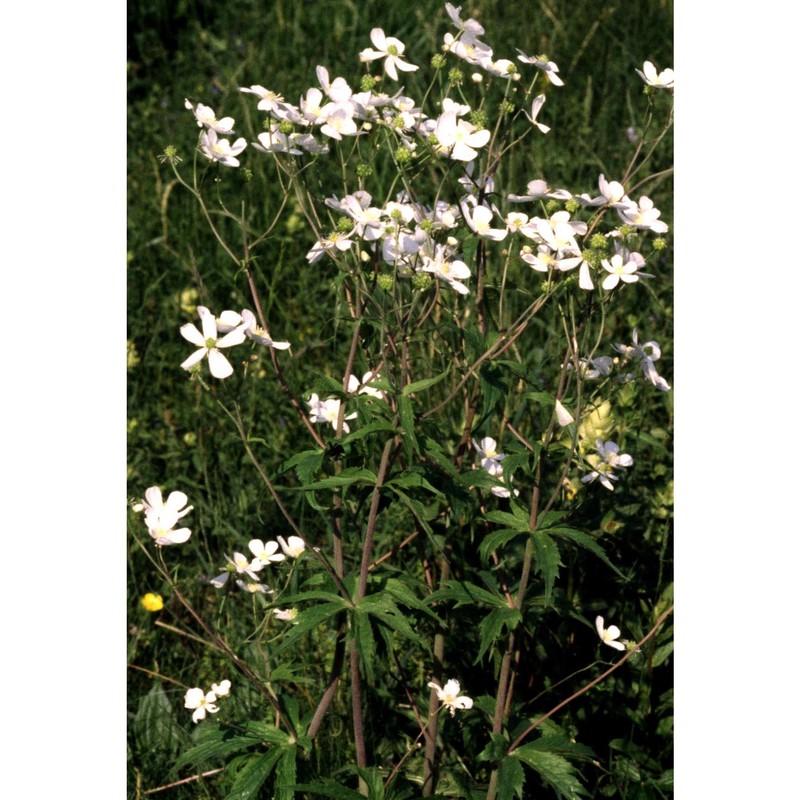 ranunculus aconitifolius l.