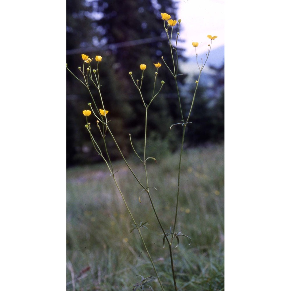 ranunculus acris l.