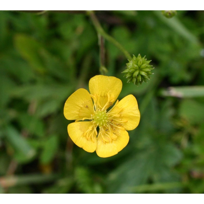 ranunculus acris l.