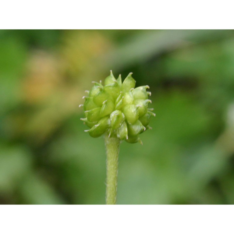 ranunculus acris l.