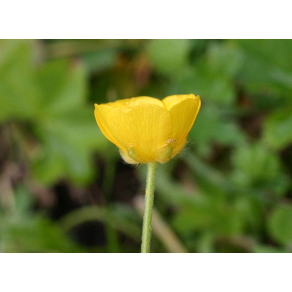 ranunculus acris l.