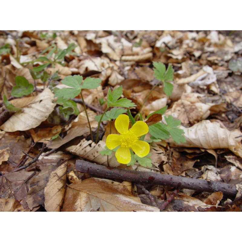 ranunculus aduncus gren. et godr.