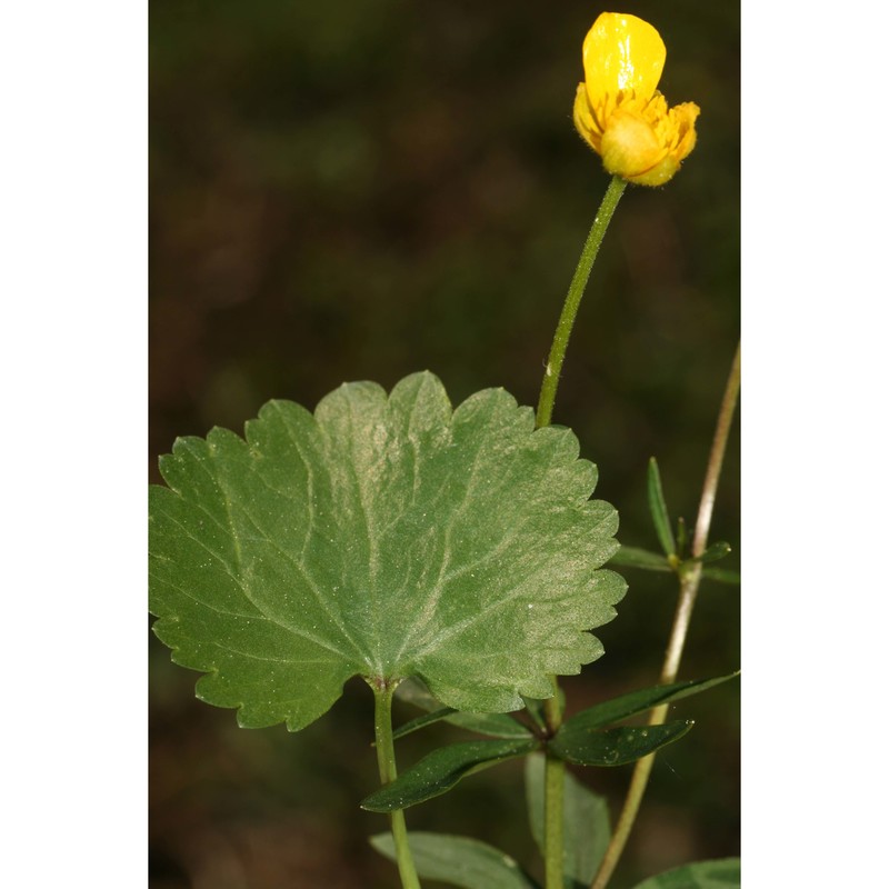 ranunculus allemannii braun-blanq.