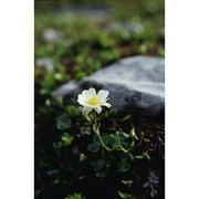 ranunculus alpestris l.