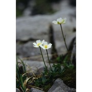 ranunculus alpestris l.