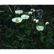 ranunculus alpestris l.