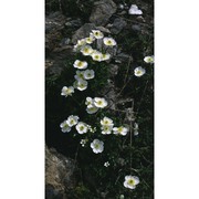 ranunculus alpestris l.